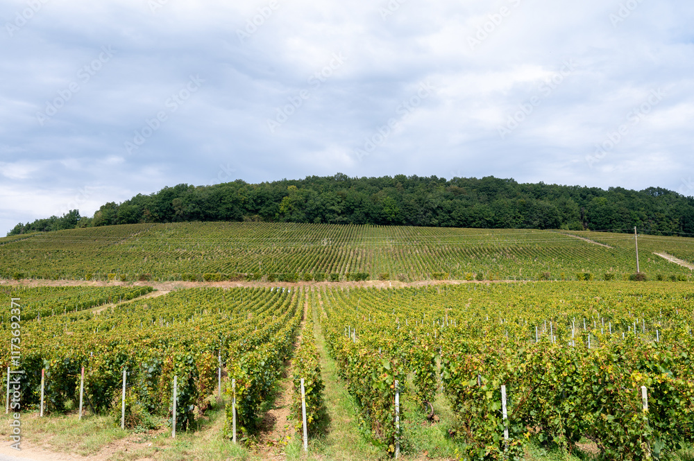 Fototapeta premium Landscape with green grand cru vineyards near Cramant and Avize, region Champagne, France. Cultivation of white chardonnay wine grape on chalky soils of Cote des Blancs