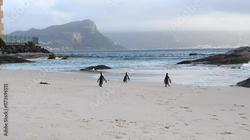 African penguins (Spheniscus demersus) walking from penguin town to the beach, early in the morning to swim in the sea. Filmed on the coast in Boulder's Beach near Cape Town, Simon’s Town South Africa