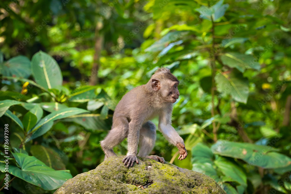 Fototapeta premium Balinese Monkey