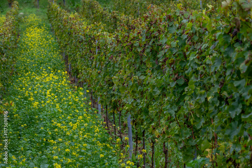 Aerial view of terraced vineyards around Nittel, Rhineland-Palatinate, Germany and views across Moselle River on vineyard hills of Machtum, Luxembourg photo