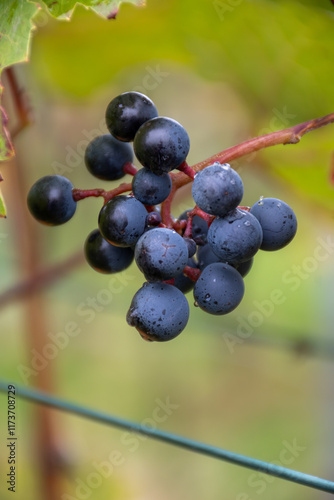 Harvest time on terraced vineyards in Moselle river valley, Germany and Luxembourg, Grauer burbunder or Pinot gris grapes on vine photo