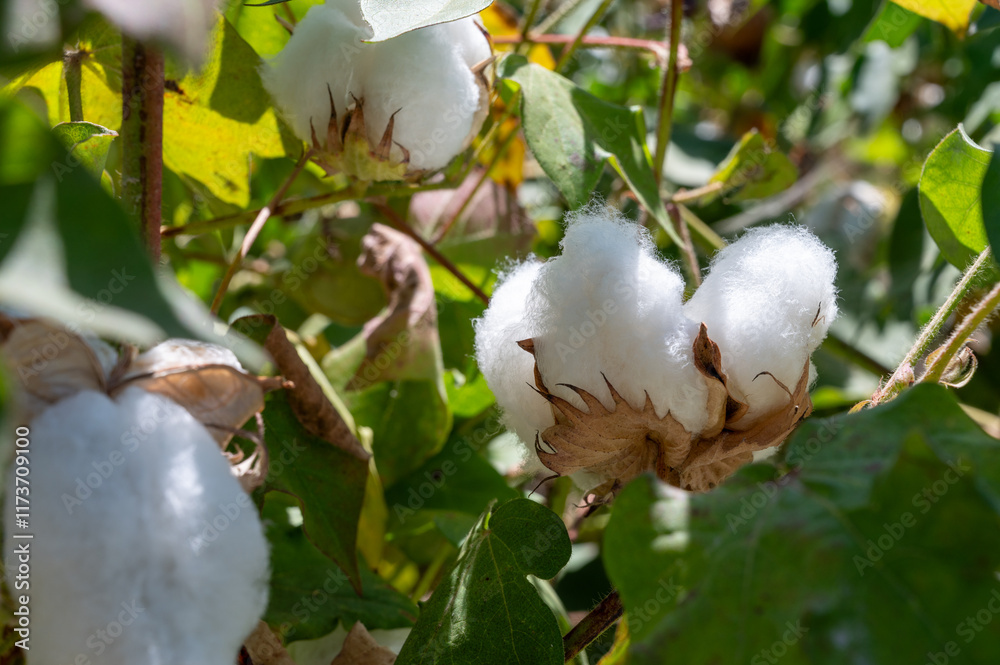 Organic cotton plants field with white open buds ready to harvest near Sevilla, Cordoba, Andalusia, Spain Organic cotton plants field with white open buds ready to harvest near Sevilla, Cordoba, Andalusia, Spain