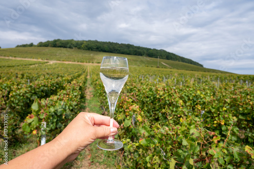 Hand holding glass of grand cru sparkling brut white wine champagne on sunny vineyards of Cote des Blancs near village Cramant and Avize, Champagne, France photo