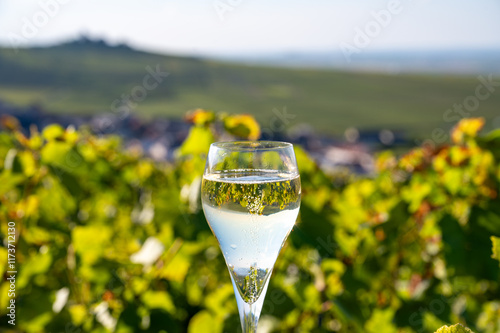 Champagne sparkling wine on grand cru Champagne vineyards near Moulin de Verzenay, Montagne de Reims near Verzy and Verzenay, Champagne, France photo