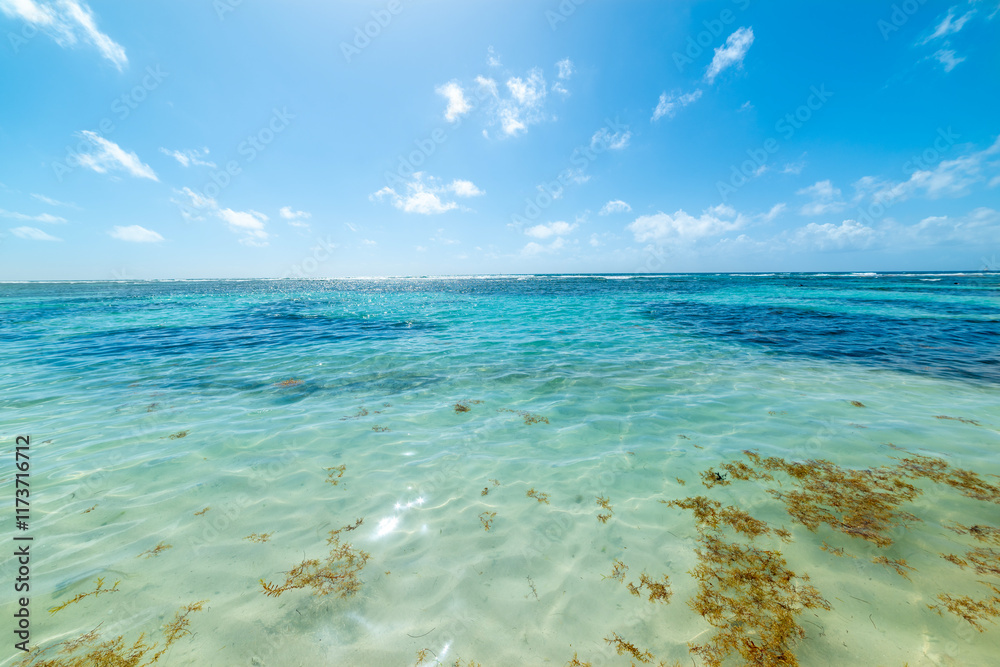 Sargassum floating on the water