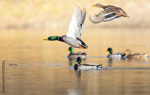 Mallard duck flying in the air with open wings