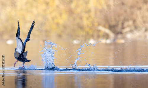 Egyptian goose flying from a lake and leaving a trail of water behind