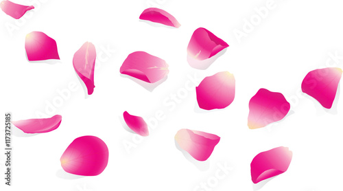 Pink rose petals.Isolated realistic rose petal vector