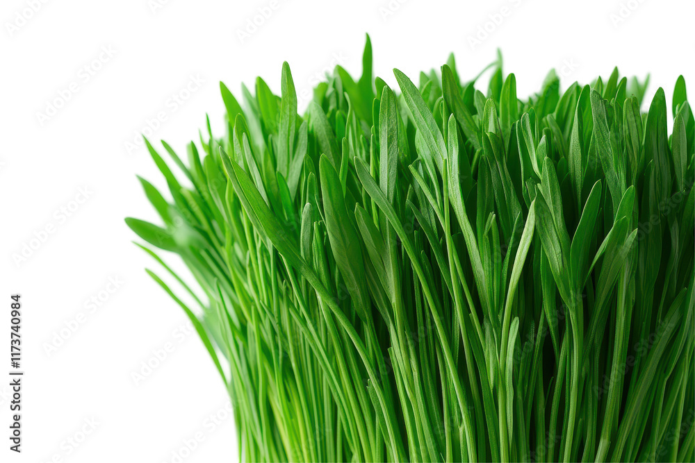 Obraz premium Fresh green lettuce isolated on a white background, perfect for salads and healthy dishes in culinary presentations and recipes