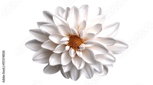 Elegant White Dahlia Bloom: Close-Up Studio Shot AI Generated photo