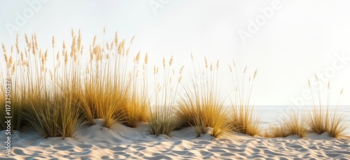 Coastal restoration project design. Beach grass, sea oats create wave-like pattern on sandy dunes. Natural protection against erosion. Sustainable eco-friendly design. Isolated on transparent