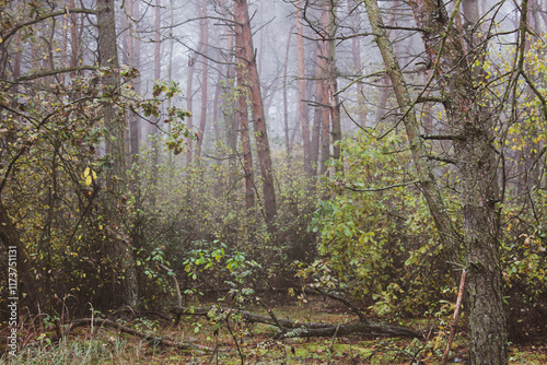 Fototapeta Naklejka Na Ścianę i Meble -  pine trees deep in the forest