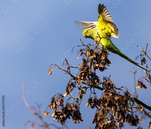 One ring-necked parakeets eating seeds from a tree