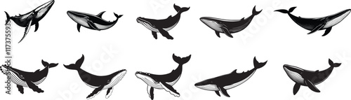 Collection of various Whale silhouette flat Vector illustration.