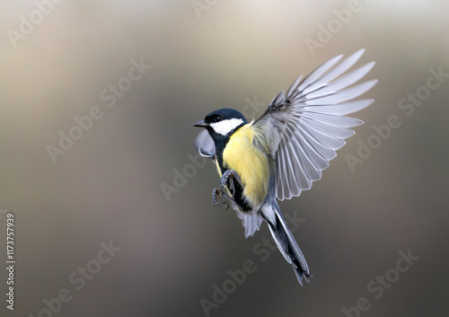 Great tit flying in the air with open wings