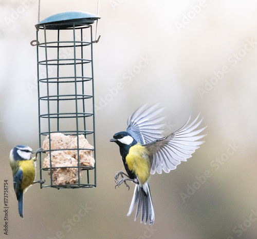 Great tit with blue tit on a feeding station