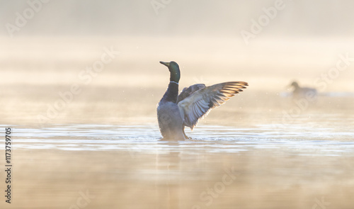 Duck in a sunny lake standing up and drying their wings