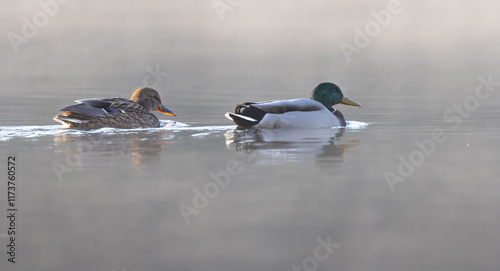 Two mallard ducks swimming in a lake with sunny background