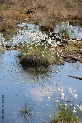 Wollgras blüht im Moor photo