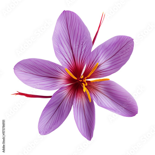 Exquisite Saffron Bloom: A captivating close-up showcases the delicate beauty of a saffron crocus flower in full bloom, revealing its vibrant purple petals and golden stigmata.