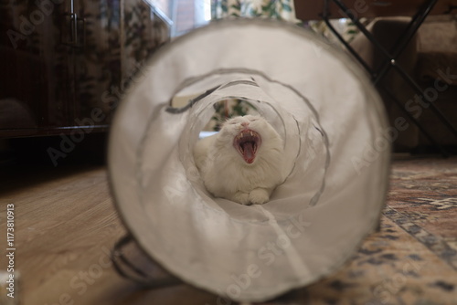 The cat sits in the game tunnel and yawns with its mouth wide open