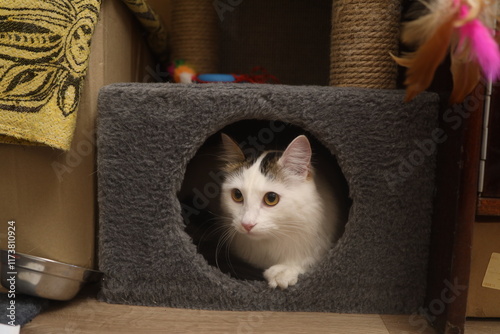 The cat peeks out of the round hole of the playhouse complex