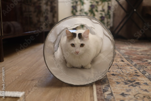 A cat sits in a game tunnel and looks at the camera