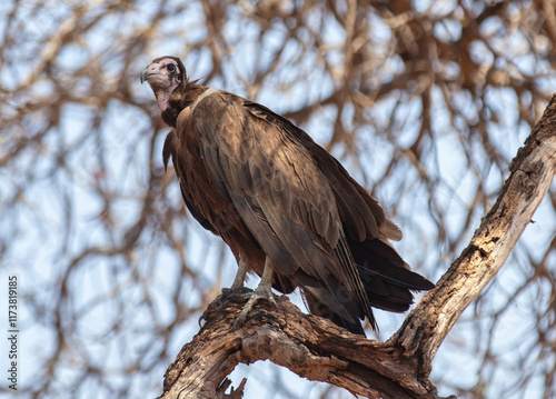 Wild bird, Hooded vulture on a tree in savannah, national park in South Africa photo