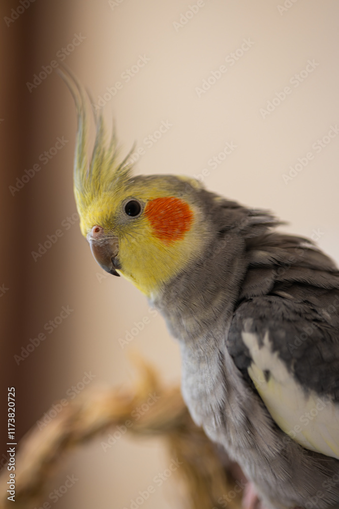 Beautiful photo of a bird.Funny parrot.Cockatiel parrot.
Home pet yellow bird.Beautiful feathers.Cute cockatiel.Home pet parrot.A bird with a crest.Natural color.Birdie.The parrot looks in the mirror. Beautiful photo of a bird.Funny parrot.Cockatiel parrot.
Home pet yellow bird.Beautiful feathers.Cute cockatiel.Home pet parrot.A bird with a crest.Natural color.Birdie.The parrot looks in the mirror.