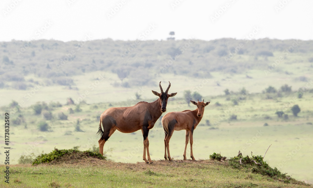 Fototapeta premium Topi mother and infant in Maasai Mara, Kenya, Africa