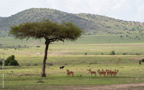 Maasai Mara animals landscape - impala, antelope, wildebeest Maasai Mara, Kenya, Africa