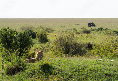 Photography Young male lion viewing elephant with infant in Maasai Mara, Kenya, Africa