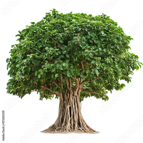 single sacred fig tree show full tree plain white background