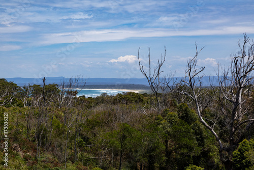 A scenic overlook through dense Australian bushland, revealing a distant view of a sandy beach and ocean. The foreground is filled with eucalyptus trees and bare branches, creating a textured and natu