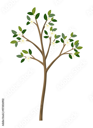 Life cycle of lemon tree. Vector young tree side view isolated on white background for landscape and architecture drawing, elements for environment and garden