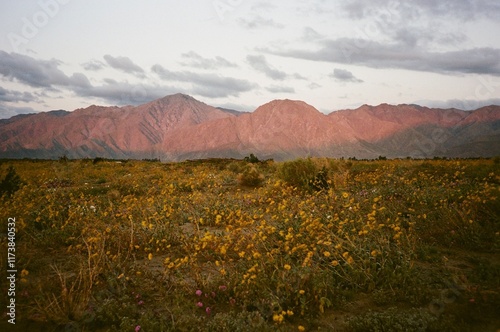 Anza-Borrego Desert, wildflowers, vintage, 35mm film
