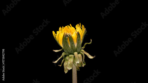 Blooming yellow dandelion flower isolated on black background