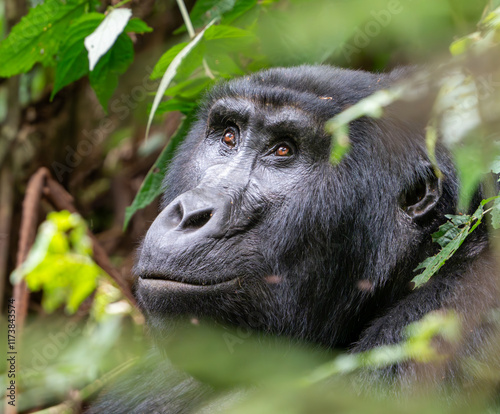 Gorilla closeup in the Mountains in Bwindi Impenetrable Forest, Uganda, Africa