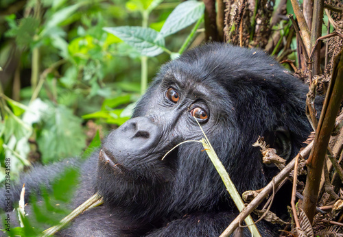 Bilde på lerret Gorilla closeup in the Mountains in Bwindi Impenetrable Forest, Uganda, Africa