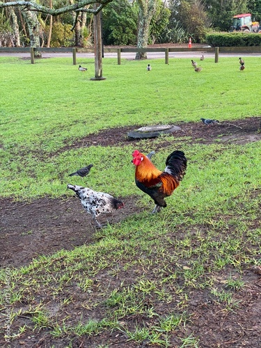 Feral Chickens in Auckland New Zealand