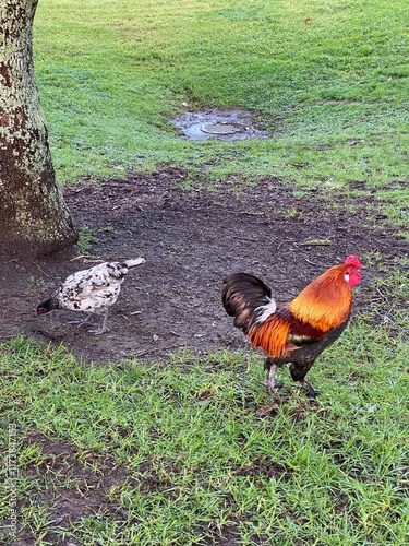 Feral Chickens in Auckland New Zealand