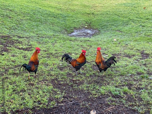 Feral Chickens in Auckland New Zealand