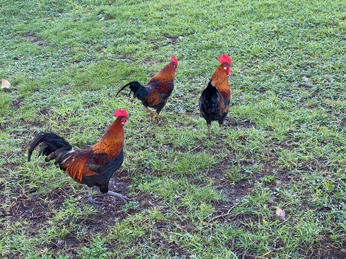 Feral Chickens in Auckland New Zealand