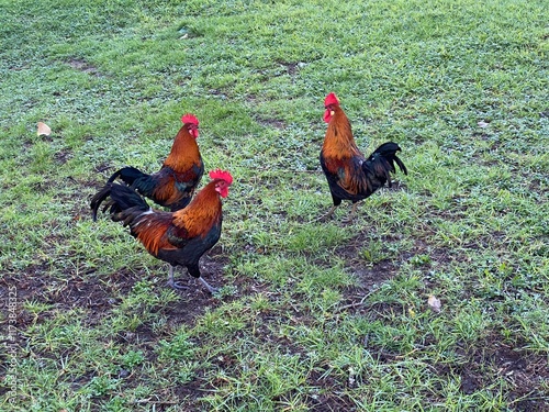 Feral Chickens in Auckland New Zealand