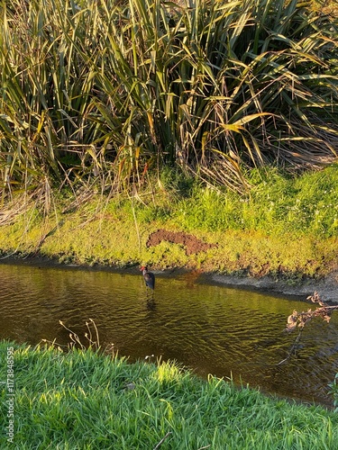 Photo of Australasian Swamphen Porphyrio melanotus bor Pukeko in New Zealand photo