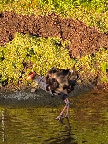 Photo of Australasian Swamphen Porphyrio melanotus bor Pukeko in New Zealand photo