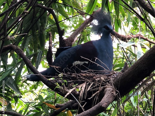 Photo of Victoria Crowned Pigeon or Goura Victoria Making Nest