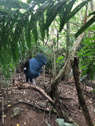 Photo of Victoria Crowned Pigeon or Goura Victoria