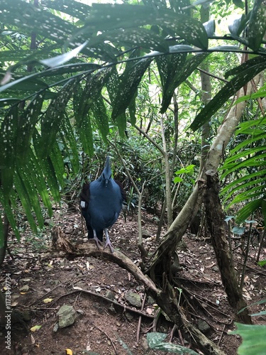 Photo of Victoria Crowned Pigeon or Goura Victoria