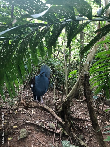 Photo of Victoria Crowned Pigeon or Goura Victoria